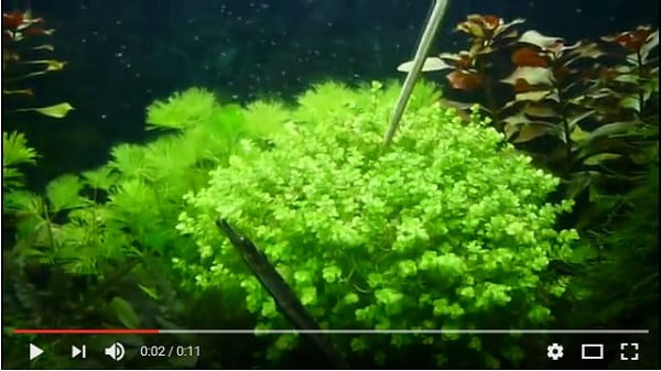 Micranthemum Umbrosum OKRĄGŁOLISTNE in vitro 15 sadzonek
